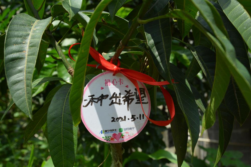 15.党员们在初心卡上写下爱心寄语悬挂在芒果树苗上2.jpg